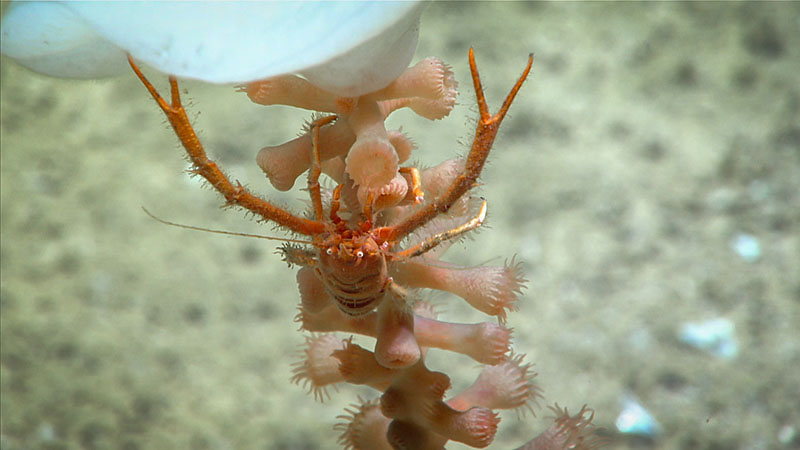 This squat lobster, sponge, and coral were seen during Dive 03 of the 2022 ROV and Mapping Shakedown on the platform top of a canyon on the West Florida Shelf.