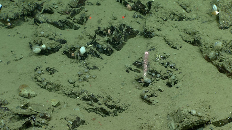 A rock face seen during Dive 08 of the 2023 Shakedown + EXPRESS West Coast Exploration expedition hosting a variety of corals and sponges.