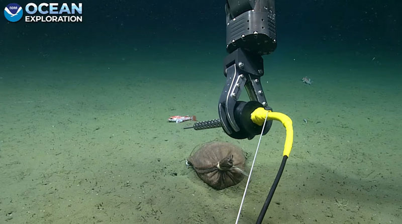 Throughout the second dive of the 2023 Shakedown + EXPRESS West Coast Exploration expedition, engineers with the Global Foundation for Ocean Exploration tested the various tools and sensors on the remotely operated vehicles (ROVs). Here, they prepare to test the temperature probe on ROV Deep Discoverer. This sensor will come in handy if we encounter any hydrothermal vent sites during future dives!