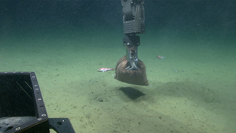 Engineers with the Global Foundation for Ocean Exploration move a bag filled with rocks to the seafloor in order to test and practice the use of the manipulator arm on remotely operated vehicle (ROV) Deep Discoverer during the second dive of the 2023 Shakedown + EXPRESS West Coast Exploration expedition. The bag also served as a target for testing other tools on the ROV, such as the temperature probe.