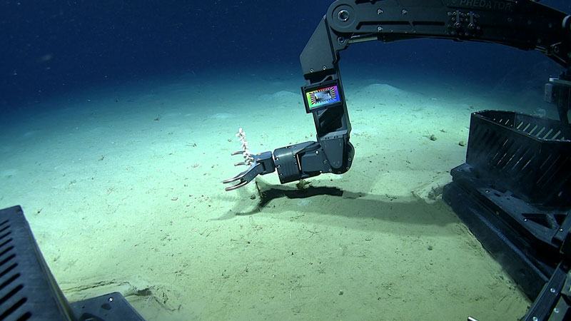The manipulator arm of remotely operated vehicle (ROV) Deep Discoverer reaches out to collect the first sample of the 2023 Shakedown + EXPRESS West Coast Exploration expedition at a depth of 3,952 meters (2.46 miles). While the focus of this dive was on “shaking down” the ROVs, the team was happy to collect this zoanthid growing on a dead sponge stalk.