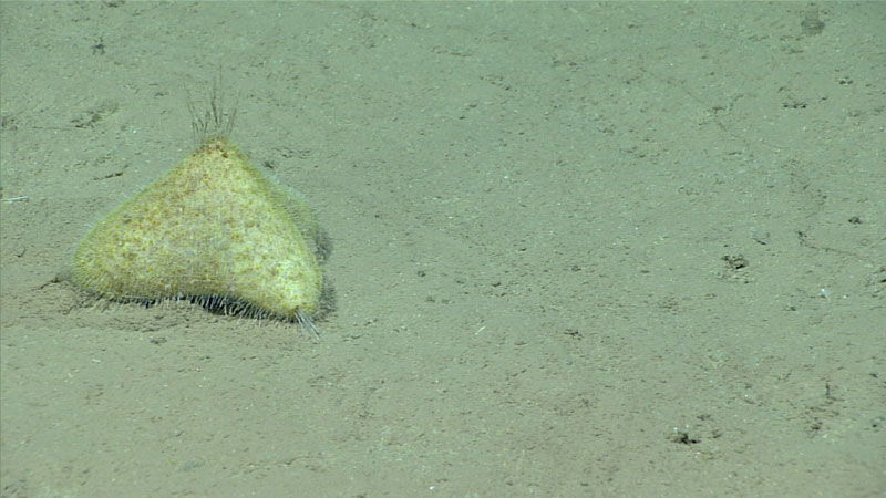This pyramid-shaped urchin (genus Echinocrepis) was one of several of these animals seen during the third dive of the 2023 Shakedown + EXPRESS West Coast Exploration expedition. This one was spotted at a depth of 3,952 meters (2.46 miles). While not new to science, these urchins are rarely seen, as they are very delicate and live in very deep waters.