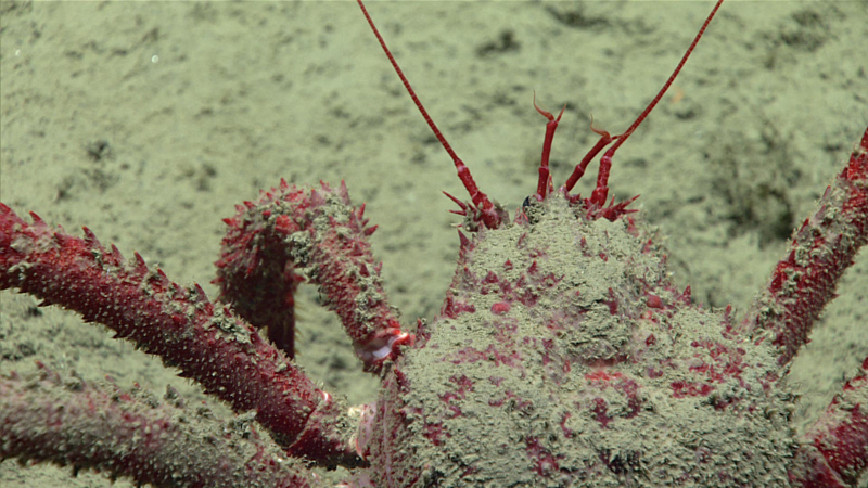 The king of Trinidad Slump? The focus of the fourth dive of the 2023 Shakedown + EXPRESS West Coast Exploration expedition was testing remotely operated vehicle systems by the Global Foundation for Ocean Exploration team. Part of the testing included flexing the zoom capabilities of vehicle cameras, giving us a close look at this king crab in the family Lithodidae at a depth of 2,413 meters (7,917 feet).