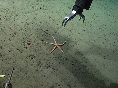 This sea star was collected from a depth of 2,318 meters (7,605 feet) during Dive 04 of the 2023 Shakedown + EXPRESS West Coast Exploration expedition.