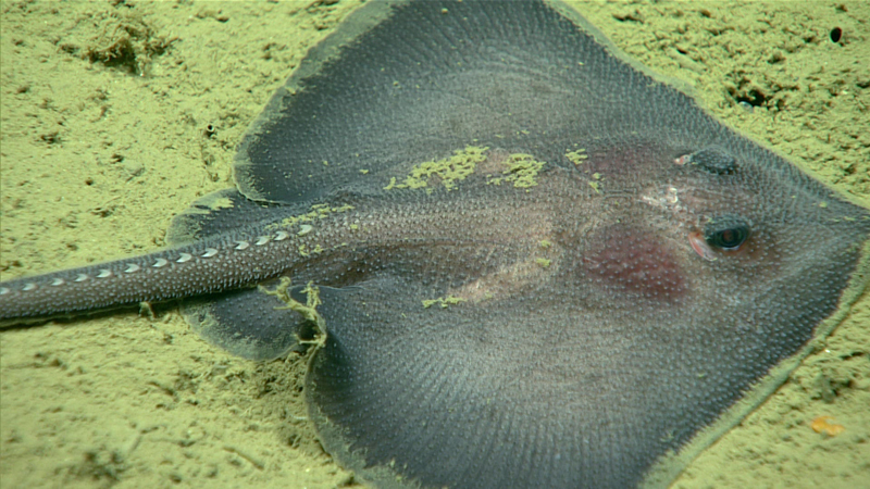 This skate was imaged at a depth of 2,422 meters (7,946 feet) during Dive 04 of the 2023 Shakedown + EXPRESS West Coast Exploration expedition.