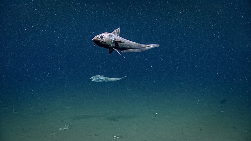 Grenadiers, or rattails, were frequently seen during the fifth dive of the  2023 Shakedown + EXPRESS West Coast Exploration expedition. This pair was observed at a depth of 1,812 meters (5,945 feet). Grenadiers belong to the order Gadiformes. The gadiform fishes are among the most diverse group of fishes inhabiting deep waters, and in some areas they are the dominant species in terms of biomass, making them of great ecological importance.