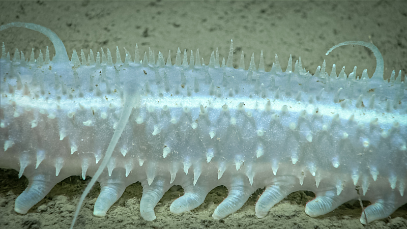 This holothurian, Pannychia moseleyi or Moseley's sea cucumber, measured almost 40 centimeters (16 inches) in length! It was seen at a depth of 1,814 meters (5,951 feet) during Dive 05 of the  2023 Shakedown + EXPRESS West Coast Exploration expedition.
