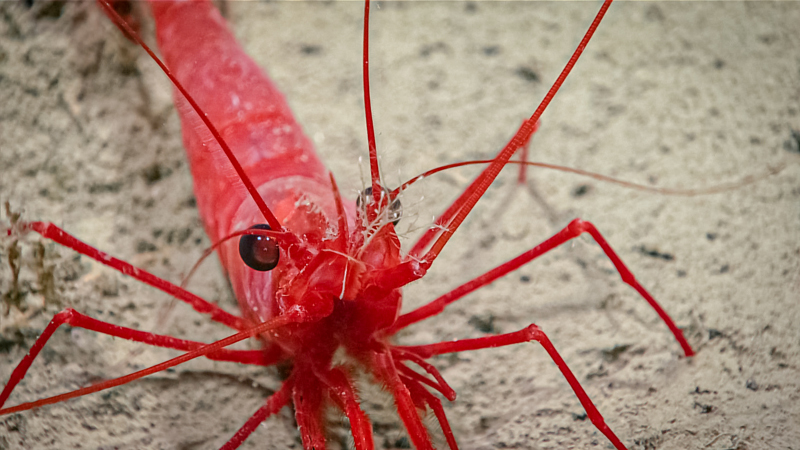 We were treated to some beautiful close-up views of this bright red shrimp, seen at a depth of 1,795 meters (5,889 feet) during Dive 05 of the 2023 Shakedown + EXPRESS West Coast Exploration expedition. Red is a common color for animals in the deep ocean, as red light does not reach ocean depths, so deep-sea animals that are red actually appear black and thus are less visible to predators and prey.