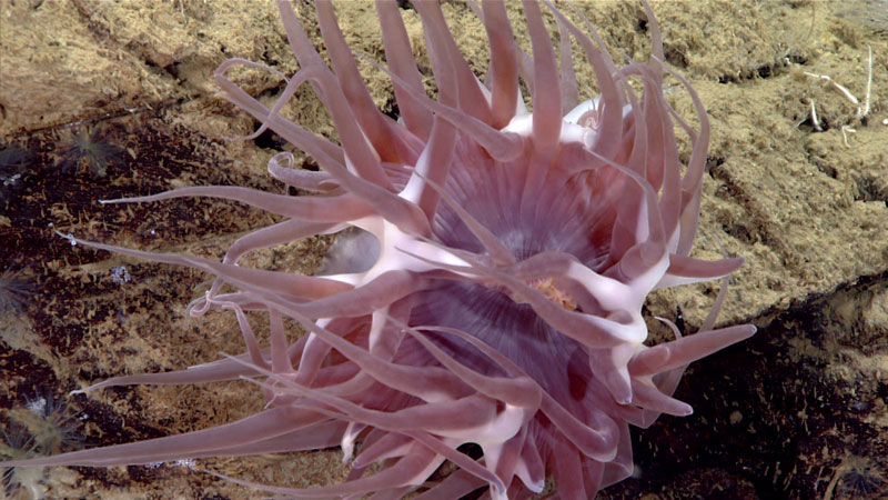 This anemone was observed during Dive 06 the 2023 Shakedown + EXPRESS West Coast Exploration expedition attached to a rock face at 2,456 meters (8,058 feet) depth.