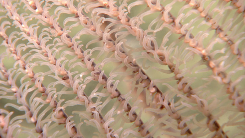 A beautiful, zoomed-in shot of the polyps of the first black coral observed during the 2023 Shakedown + EXPRESS West Coast Exploration expedition. It was seen at a depth of 2,437 meters (7,995 feet) during Dive 06. Black corals are a group of corals that belong to the order Antipatharia. They get their "black coral" common name from the color of their stiff, black or brownish skeletons.