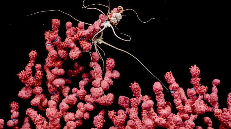 Several basket stars were seen entwined in the arms of a beautiful pink bubblegum coral during the seventh dive of the 2023 Shakedown + EXPRESS West Coast Exploration expedition at 1,612 meters (5,289 feet) depth. The team collected a sample that included both the coral and one of the associated basket stars. These basket stars are in the genus Astrochele, which is known primarily from waters around the Aleutians; seeing them off the coast of Washington in deep water likely represents a range extension.