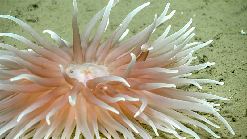 A beautiful anemone, observed at a depth of 1,714 meters (5,623 feet) during Dive 07 of the 2023 Shakedown + EXPRESS West Coast Exploration expedition.