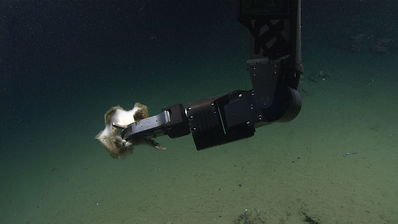 The manipulator arm of remotely operated vehicle Deep Discoverer holds a piece of a glass sponge collected from a depth of 1,706 meters (5,597 feet) during Dive 07 of the 2023 Shakedown + EXPRESS West Coast Exploration expedition. As the coral and sponge communities are not well known in this region, sample collection is important to being able to further identify, and therefore understand, these organisms. This was one of four primary biological samples collected during the dive.