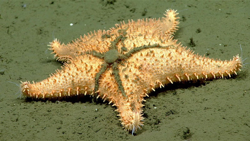 This orange sea star (genus Hippasteria) was observed at a depth of 1,715 meters (5,627 feet) during Dive 07 of the 2023 Shakedown + EXPRESS West Coast Exploration expedition having picked up a (very muddy) hitch-hiking brittle star. Hippasteria are common coral predators; as we did not observe corals nearby, this one was likely in between meals. The reasoning for the brittle star having climbed onto the sea star is not known.