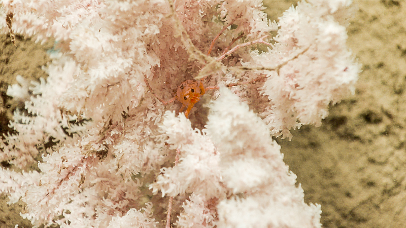 A squat lobster peeks out from the branches of a black coral (Chrysopathes speciosa) seen during Dive 08 of the 2023 Shakedown + EXPRESS West Coast Exploration expedition at a depth of 963 meters (3,159 feet). The team collected this coral colony for further taxonomic study and review.