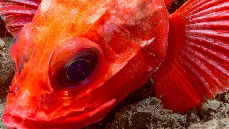 Shortspine thornyhead fish were frequently spotted on the seafloor or along rock walls during Dive 08 of the 2023 Shakedown + EXPRESS West Coast Exploration expedition. This one allowed us to get up close at a depth of 909 meters (2,982 feet).