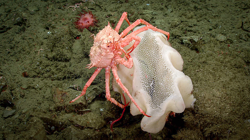 A lithoid crab rests upon a glass sponge in this stunning shot taken during Dive 09 of the 2023 Shakedown + EXPRESS West Coast Exploration expedition at a depth of 830 meters (2,723 feet). Throughout the dive, we saw many instances of crabs associated with glass sponges.