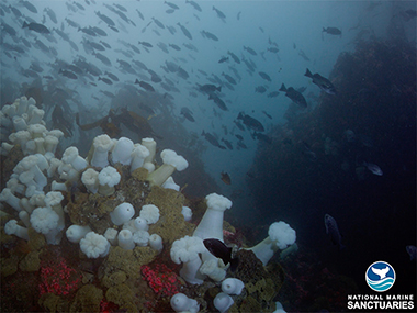 Video of the proposed Chumash Heritage National Marine Sanctuary off the central coast of California.