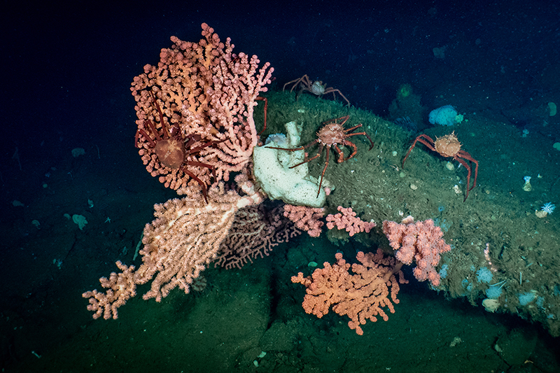 This deepwater bubblegum coral, a host for California king crab, was observed during the 2020 Exploration Vessel <i>Nautilus</i> exploration of the Santa Lucia Bank, which lies within the proposed Chumash Heritage National Marine Sanctuary. Corals and sponges that make up the area's seafloor habitats provide food and shelter for recreationally and commercially important fish species.