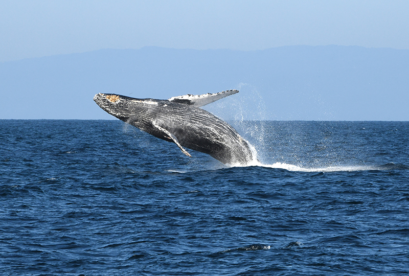 Humpback whales are among the species that inhabit the waters of the proposed Chumash Heritage National Marine Sanctuary.