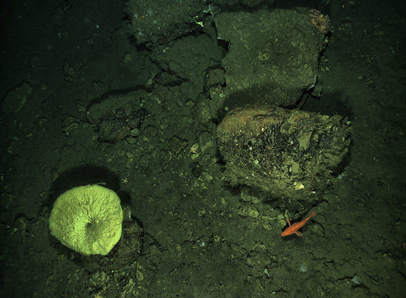 One of nearly 9,000 images of the seafloor collected by autonomous underwater vehicle Mola Mola in a priority area of Greater Farallones National Marine Sanctuary.
