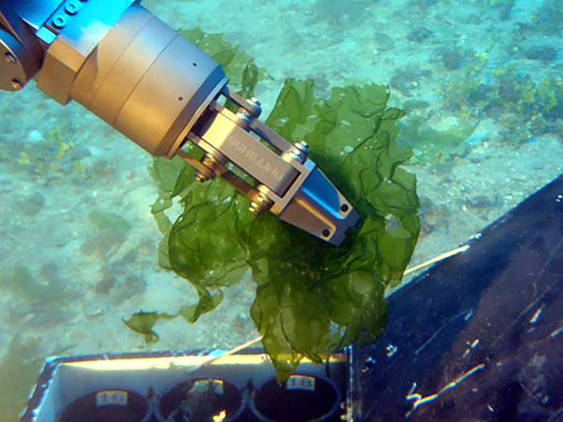 Mechanical arm underwater holding green seaweed near a segmented container.