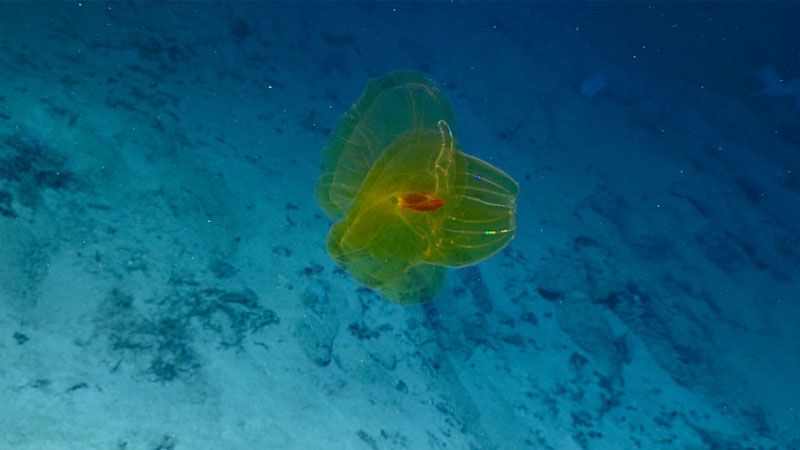 This large bubblegum coral (Paragorgia arborea) was observed during Dive 19 of the 2021 North Atlantic Stepping Stones expedition.