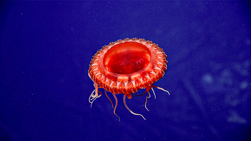 A red jellyfish with tentacles against a deep blue background.