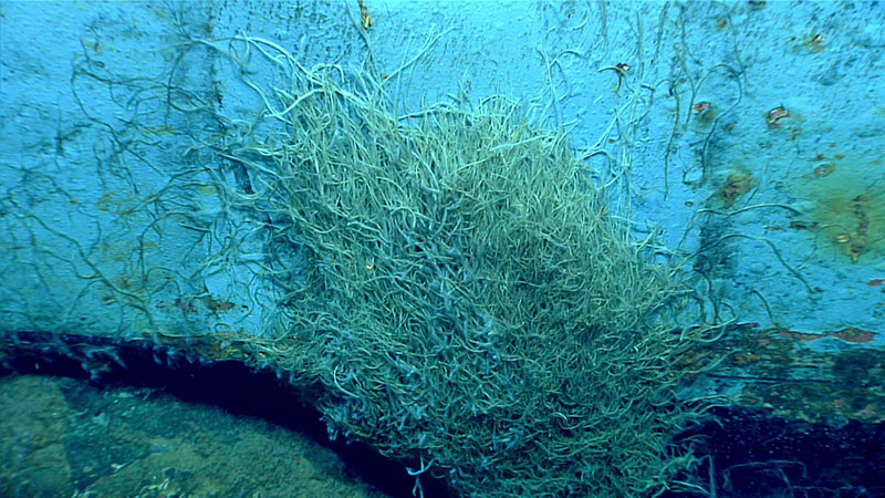 A cluster of tubeworms attached to a blue underwater surface.