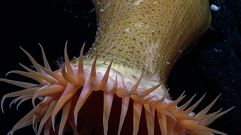 Close-up of a sea anemone with a textured body and pale pink tentacles against a dark background.