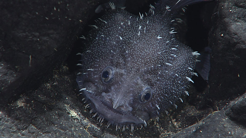 Close-up of a bulbous, spiky deep-sea fish with large eyes against dark rocks.
