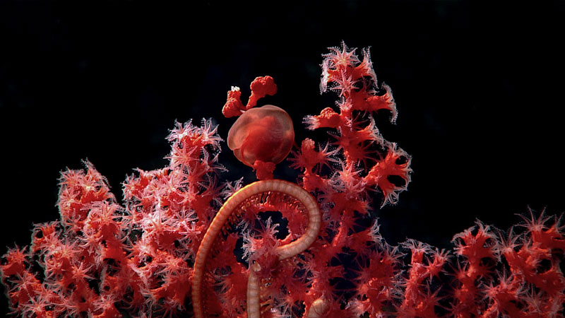 Red gorgonian coral with a brittle star and a globular sea creature against a dark background.