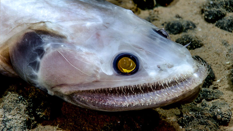 Close-up of a fish with a translucent head and sharp teeth.