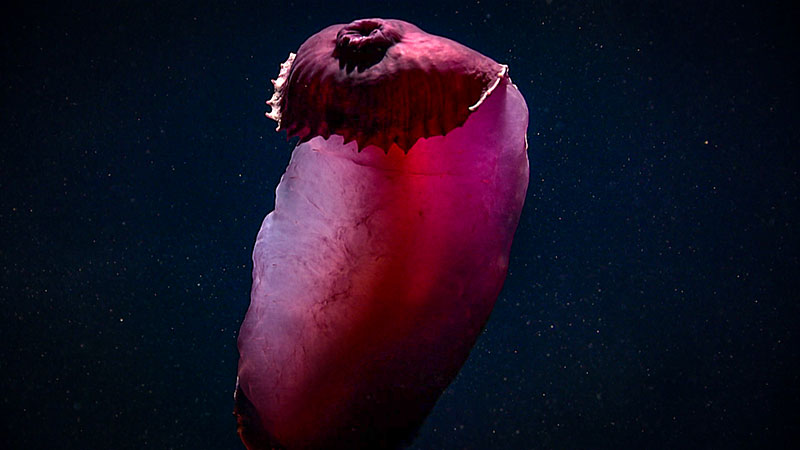 A red, translucent deep sea creature with a bulbous top and tapering body against a dark speckled background.