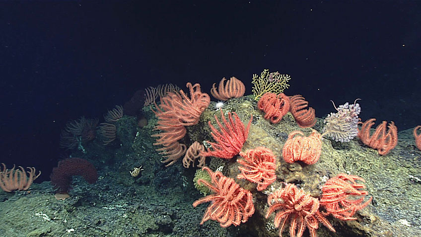 Bright orange crinoids clustered on underwater rocky surface.