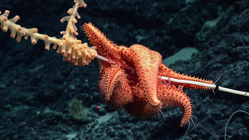 Orange starfish gripping pale coral in a dark underwater setting.