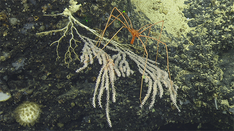 A sea spider on coral against a dark rocky underwater background.