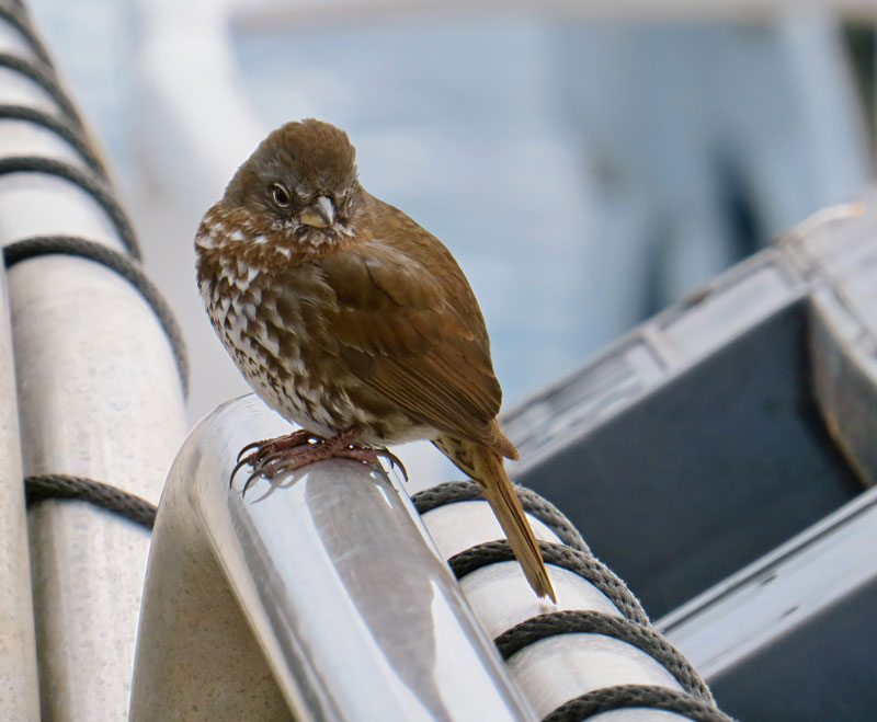 A fox sparrow perches on the stowed gangway of NOAA Ship Okeanos Explorer. The sparrow was seen accompanied by a dark-eyed junco, another sparrow species, on the first day at sea during the Seascape Alaska 1: Aleutians Deepwater Mapping expedition.