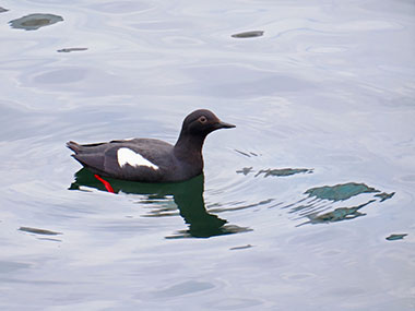 A pigeon guillemot rafts in the calm water next to the Seattle port where NOAA Ship Okeanos Explorer was docked before embarking on the Seascape Alaska 1: Aleutians Deepwater Mapping expedition.