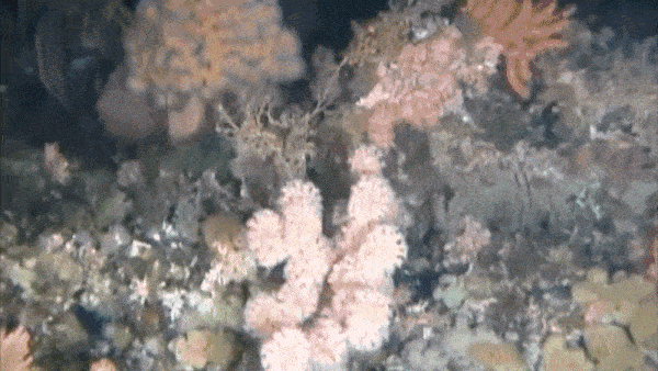 Short looped video of fish swimming around diverse corals of different shapes and colors in Alaska