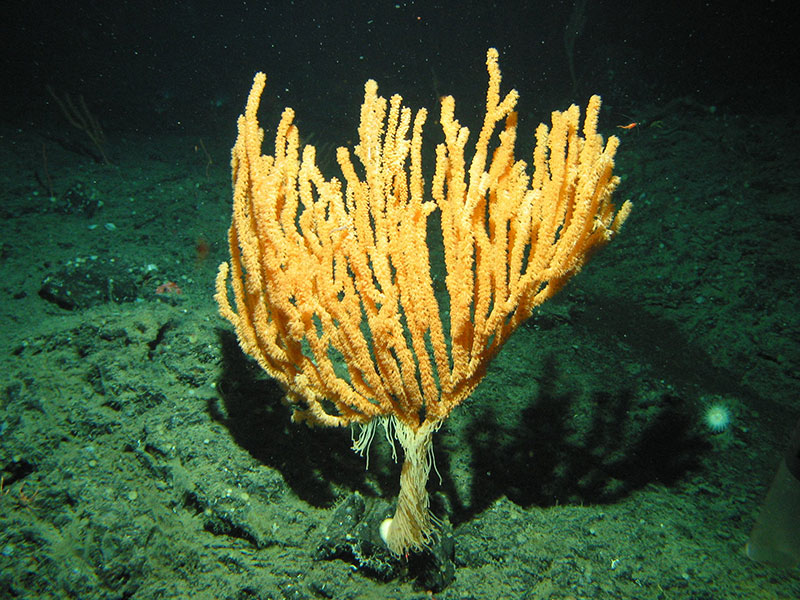 A bright orange branching coral sits on the seafloor