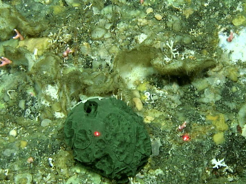 A bright green orb-shaped sponge on the seafloor with red laser dots to measure its size