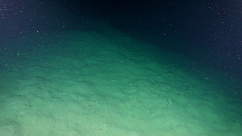 Remotely operated vehicle image of the seafloor from Seascape Alaska 3 Dive 05 at 2,800 meters (1.74 miles) water depth from a highly structured continental slope. For scale, the image height is about 10 feet. The “fluffy-looking” muddy sediment is made of low-density organic matter that will compact and lithify to form very thin, organic-rich sedimentary rock layers like those on the right.