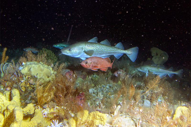 Several Pacific cod swim among smaller rockfish in Alaskan waters. The addition of data from the Northern Bering Sea to the Distribution and Mapping Analysis Portal (DisMAP) could help scientists better understand how the ranges of species such as Pacific cod are shifting in that region in response to a warming climate.