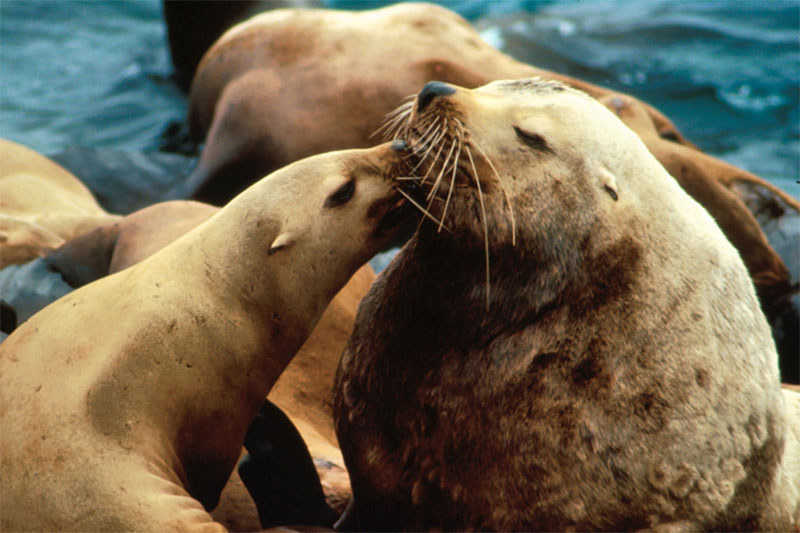 An image of Steller sea lions.