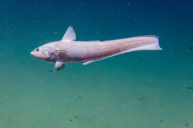 Image of a grenadier captured by the 35mm still camera system developed by the Global Foundation for Ocean Exploration to capture high, print-quality underwater images.