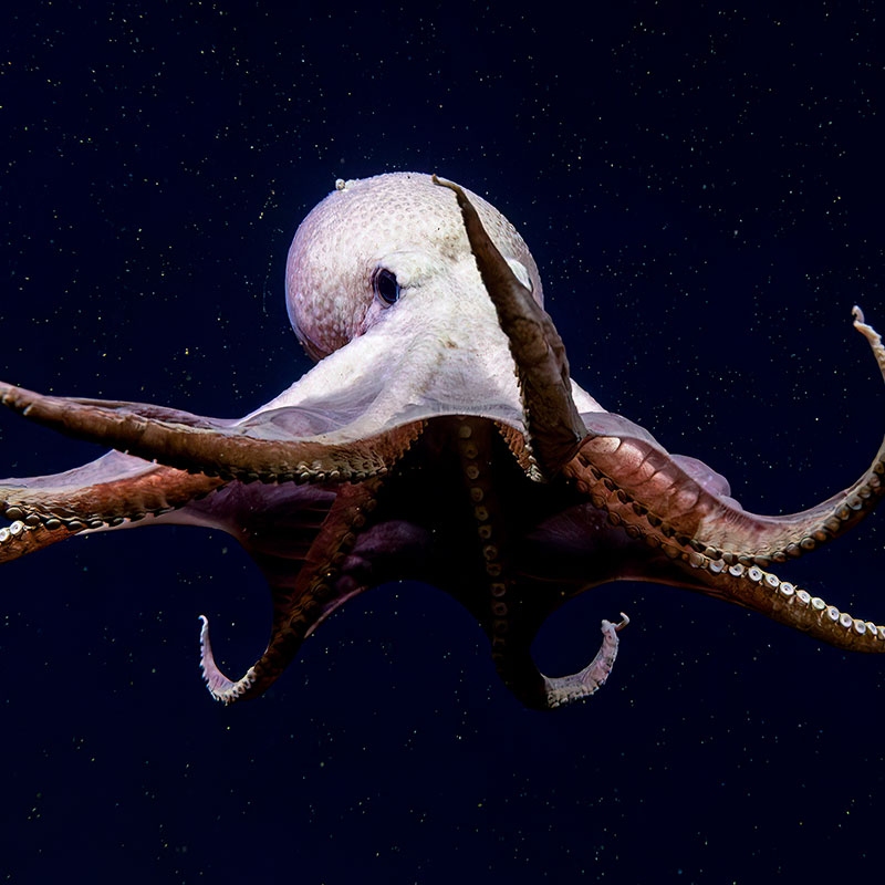 The newly developed 35mm still camera on remotely operated vehicle Deep Discoverer was used to capture this spectacular image of an octopus during the 2023 Shakedown + EXPRESS West Coast Exploration expedition.