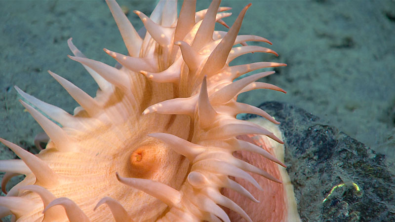 Look closely at this actinostolid anemone – the white dots at the ends of its tentacles are eggs! While this pre-spawning behavior is well documented in shallow-water species, it is rarely seen in the deep ocean. Seen during the second dive of the Seascape Alaska 3 expedition.