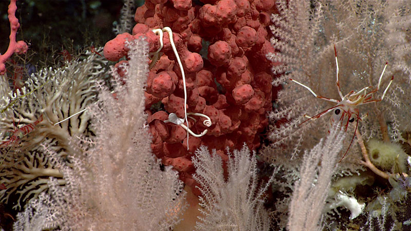 During Seascape Alaska 3 Dive 07, we observed this unusual non-branching basket star, tucked in a (dark pink) bubblegum coral (Paragorgia sp.) at 760 meters (2,490 feet). Unlike other members of the family Gorgonocephalidae, which are known for their often dramatically bifurcating and branching arms, this basket star, Astrochele laevis, exhibits no branching in its arms and thus is referred to as a “simple” basket star. But it’s just as beautiful!