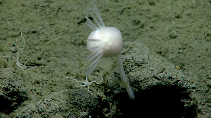 During the second dive of the Seascape Alaska 3 expedition, at a depth of approximately 2,300 meters (7,545 feet), the team found this interesting Cladorhizid sponge, which may be a new species. The sponge was collected for further study. In the remotely operated vehicle video, another potentially new species of carnivorous sponge that was long and thin was visible, although it was not collected.